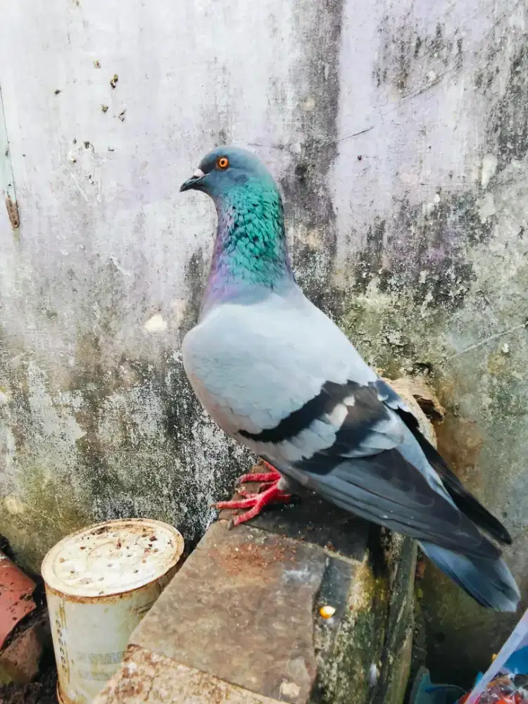Burung dara sepasang giring