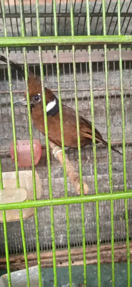 Jual burung clLlLin coklat sudah voer