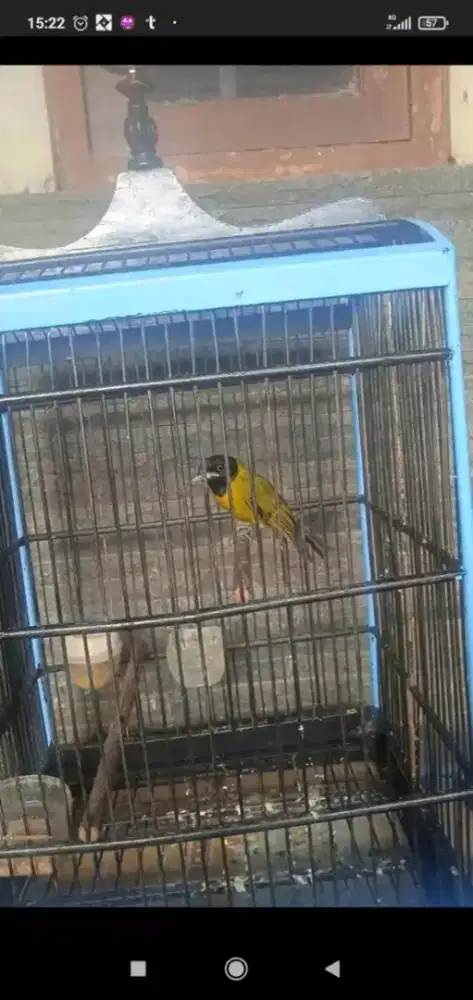 Jual burung samyong jantan gacor