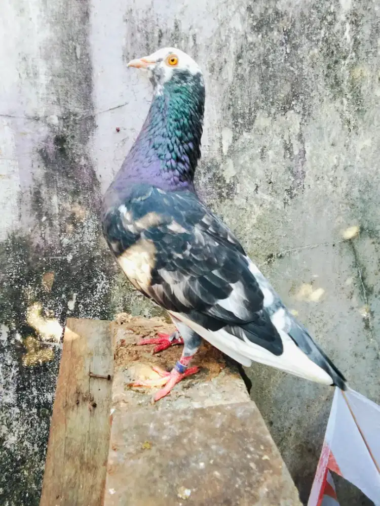 Burung dara sepasang giring