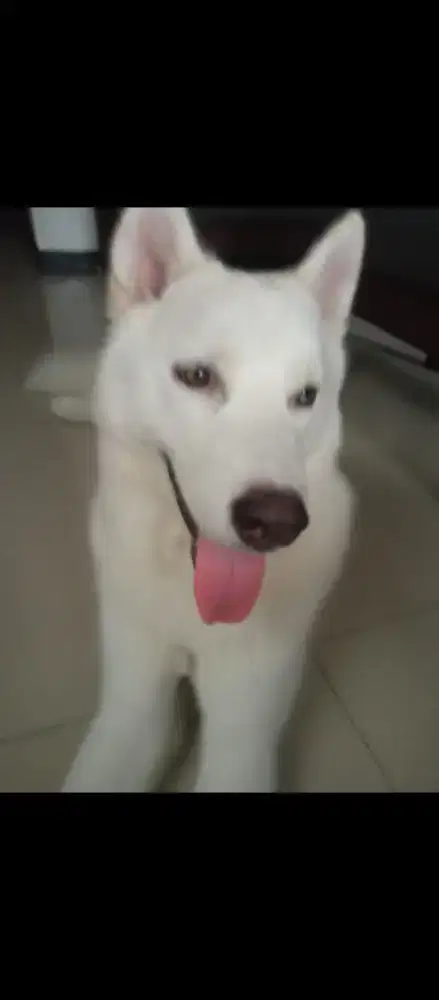 Husky putih jantan 8 bulan big bone