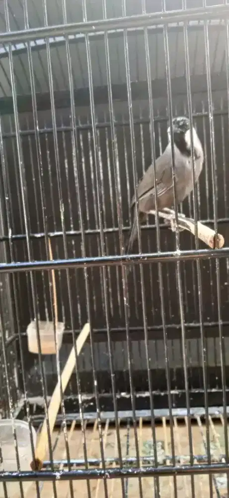 Jual burung poksay hongkong gacor