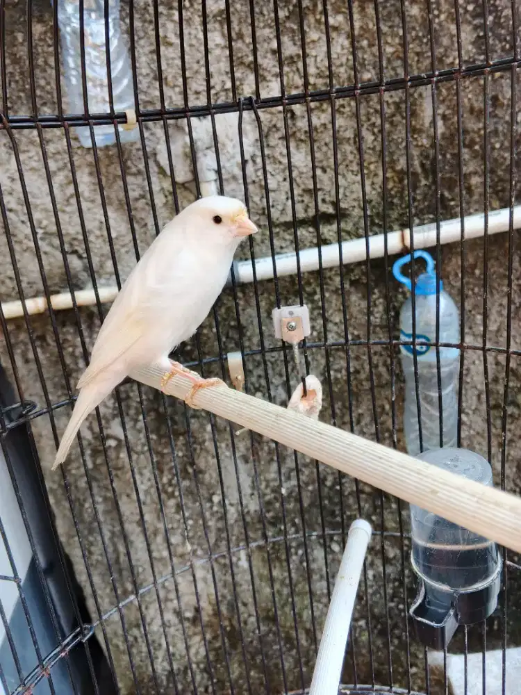 Burung kenari Af warna putih