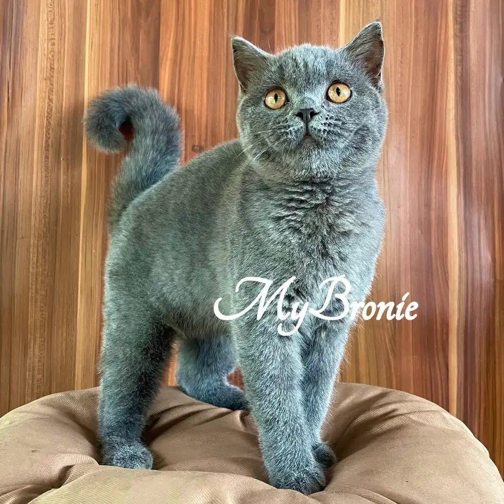 Kucing british shorthair betina anakan import