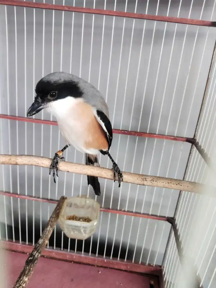 Jual santay aj pntet miara dri kecil pke ring udh mulai rajin buyi mtp