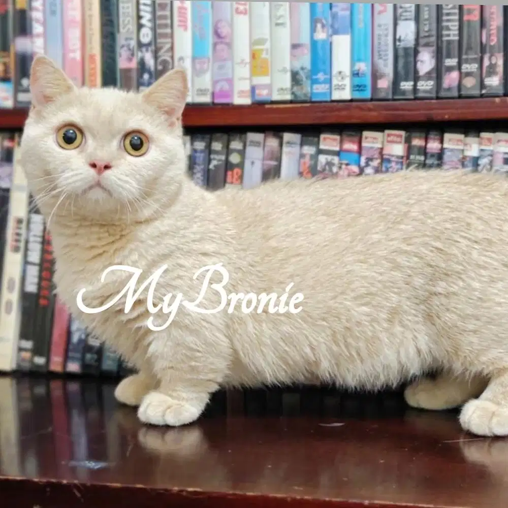 Kucing munchkin british shorthair cantik