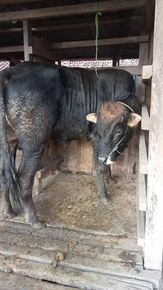 Sapi qurban bandung