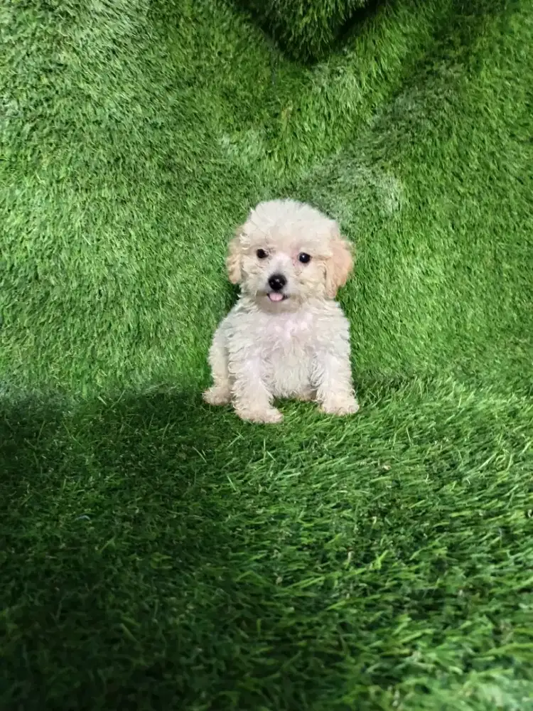 Poodle jantan aprikot cream
