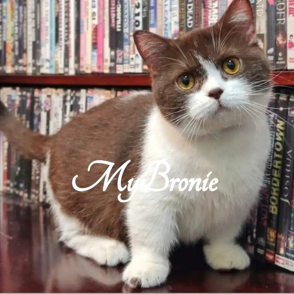 Kucing munchkin british choco siap kawin