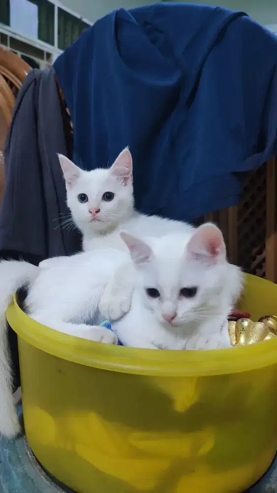 Kucing mixdom persia jantan