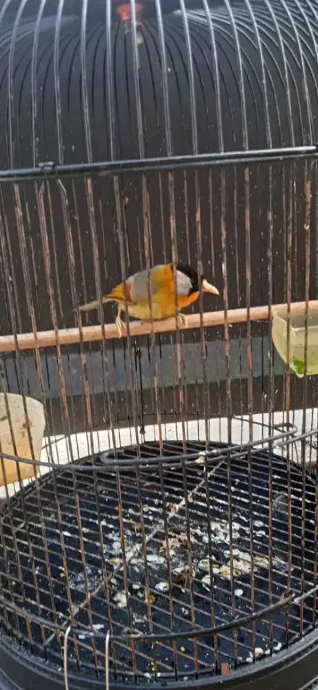 Jual burung pancawarna sudah bunyi