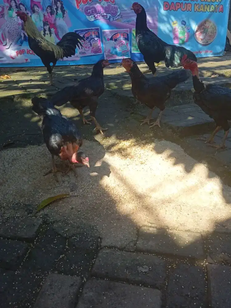 Di jual Ayam kampung asli 6 Ekor