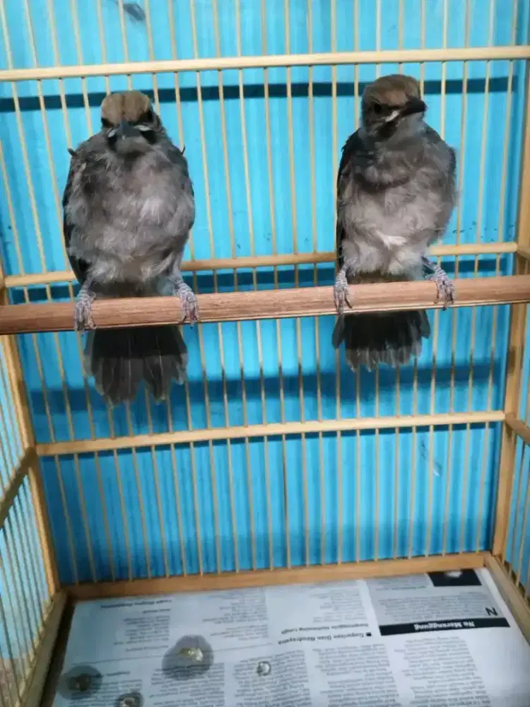 Promo jual burung cucak rowo jantan usia 4bln