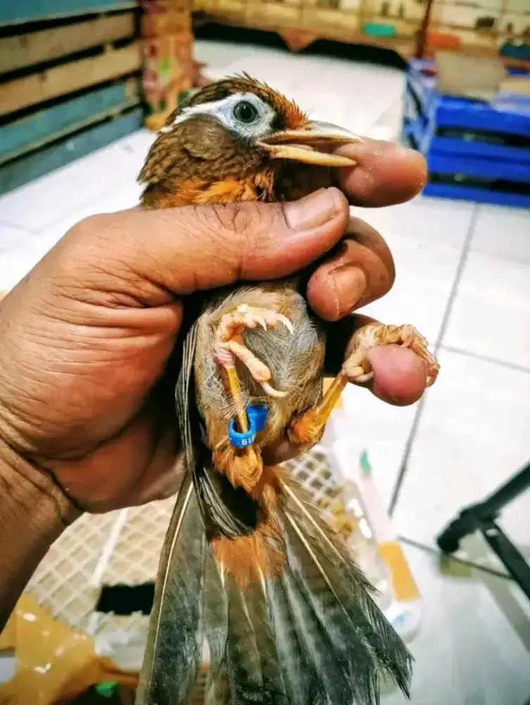 Promo jual burung wambie jantan