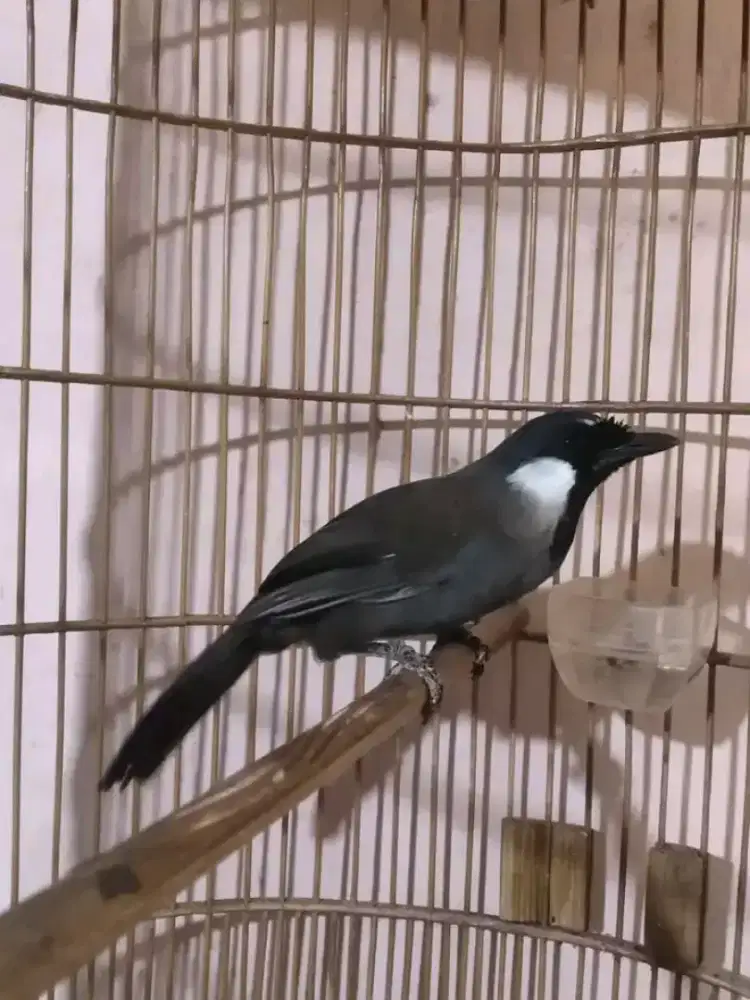 Promo jual burung poksay hongkong jantan