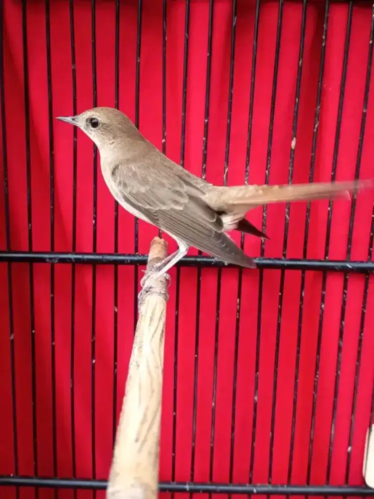 Promo jual burung slkatanLondo jantan