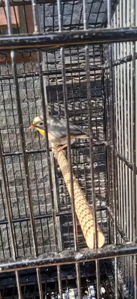 Jual burung robln jantan