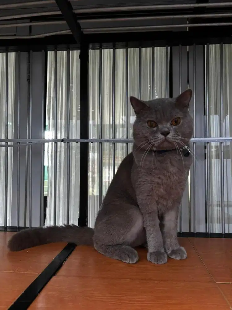 Bsh British Shorthair Pedigree Ped WCF Jantan