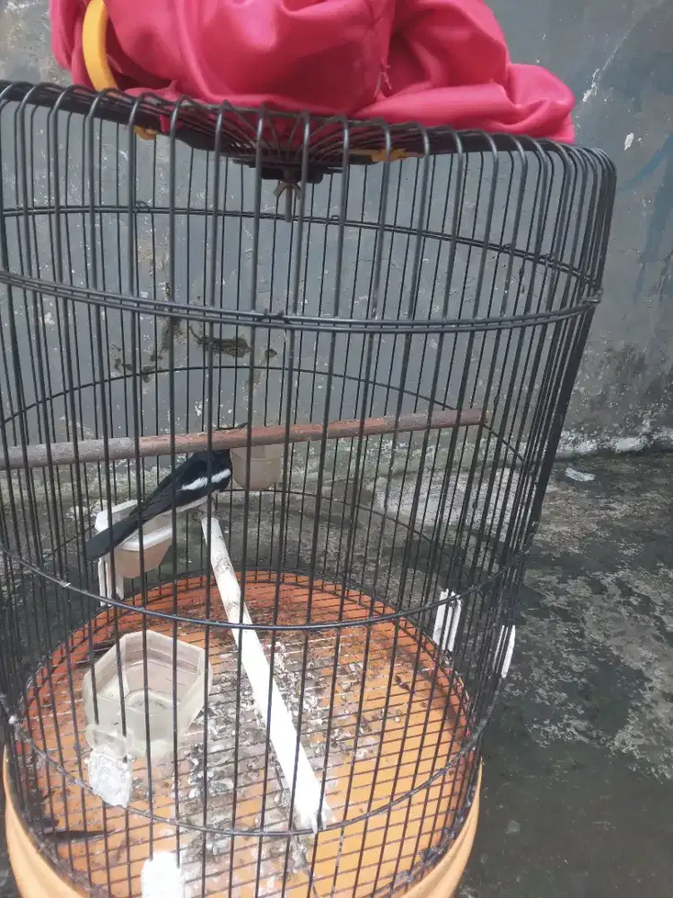 Burung kacer fullset