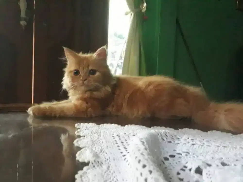 Kucing Persia Anggora Oren Minat Lngsng Wa