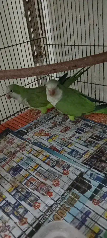 Burung monk parakeet dewasa