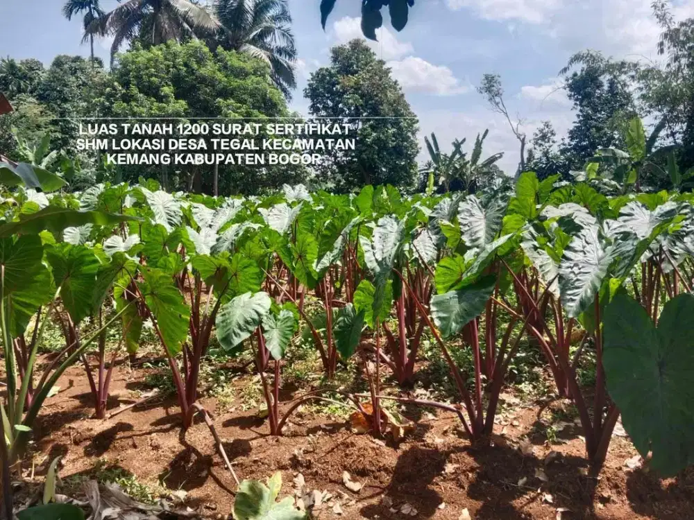 TANAH HARGA MURAH TANAH KEBUN BEBAS BANJIR DI DESA TEGAL KECAMATAN KEMANG BOGOR