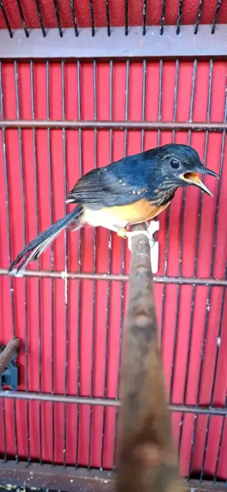 Murai trotol jantan usia 2,5bln