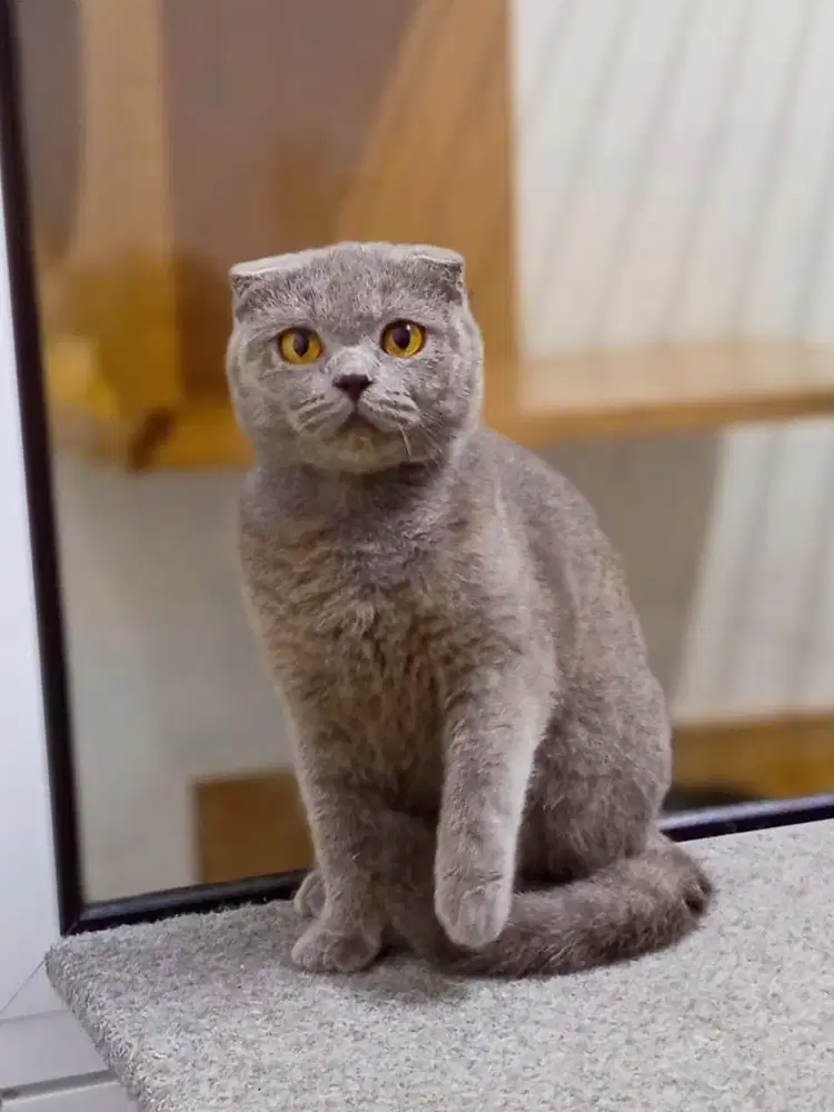 Scottish Fold Betina Blue Solid