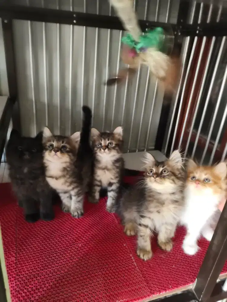 Persia jantan-betina 2,5 bulan