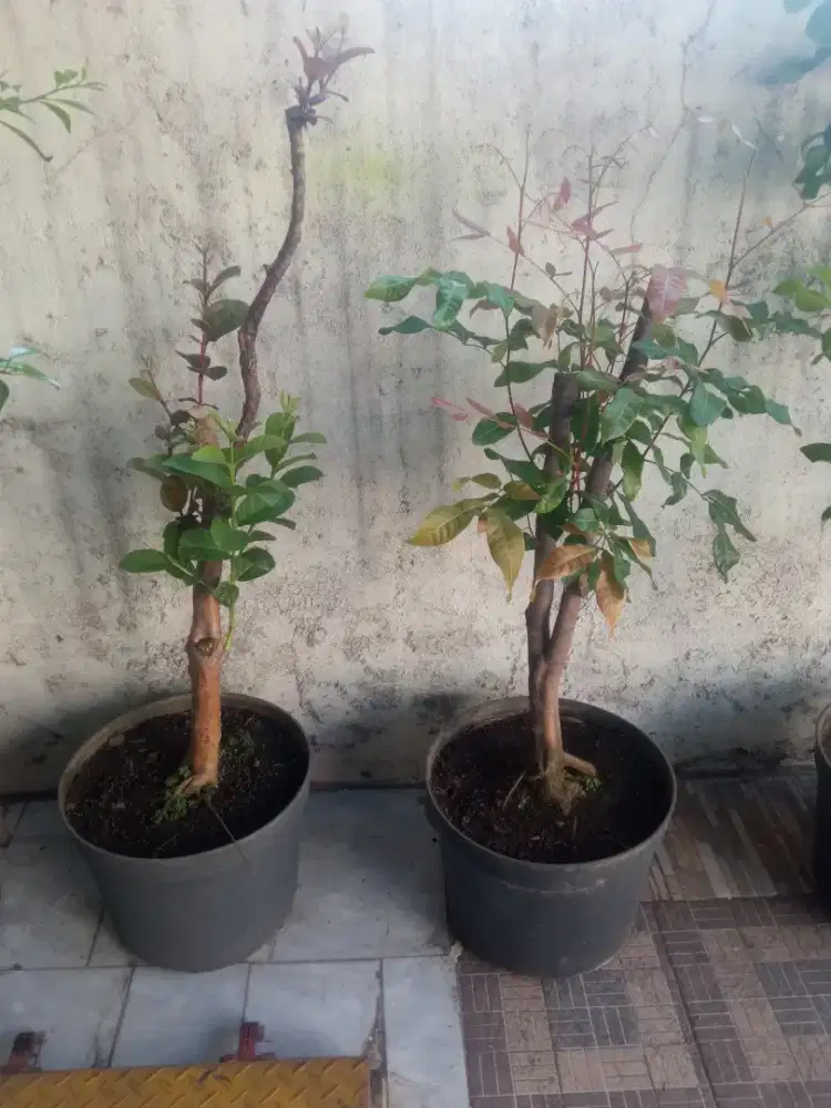 TANAMAN BUAH JAMBU DAN KELENGKENG