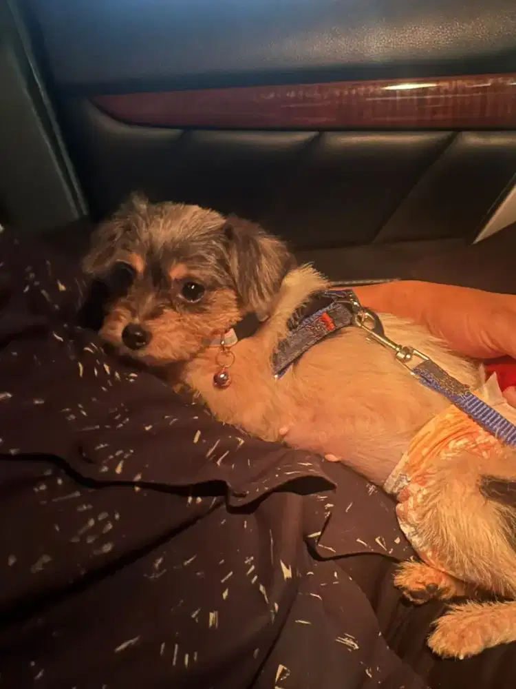 JUAL ANJING KECIL MIX BETINA MURAH