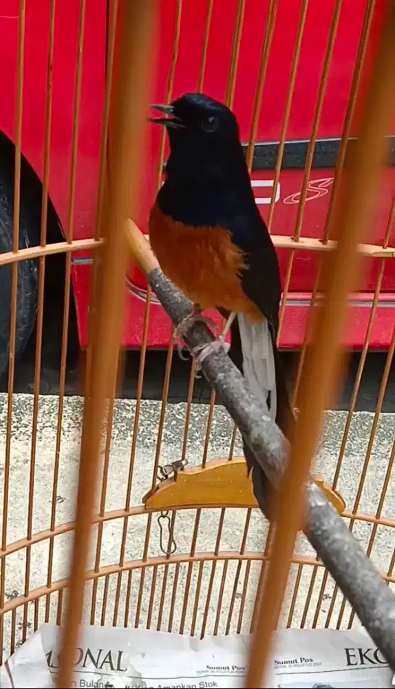 Murai batu ekor putih dewasa