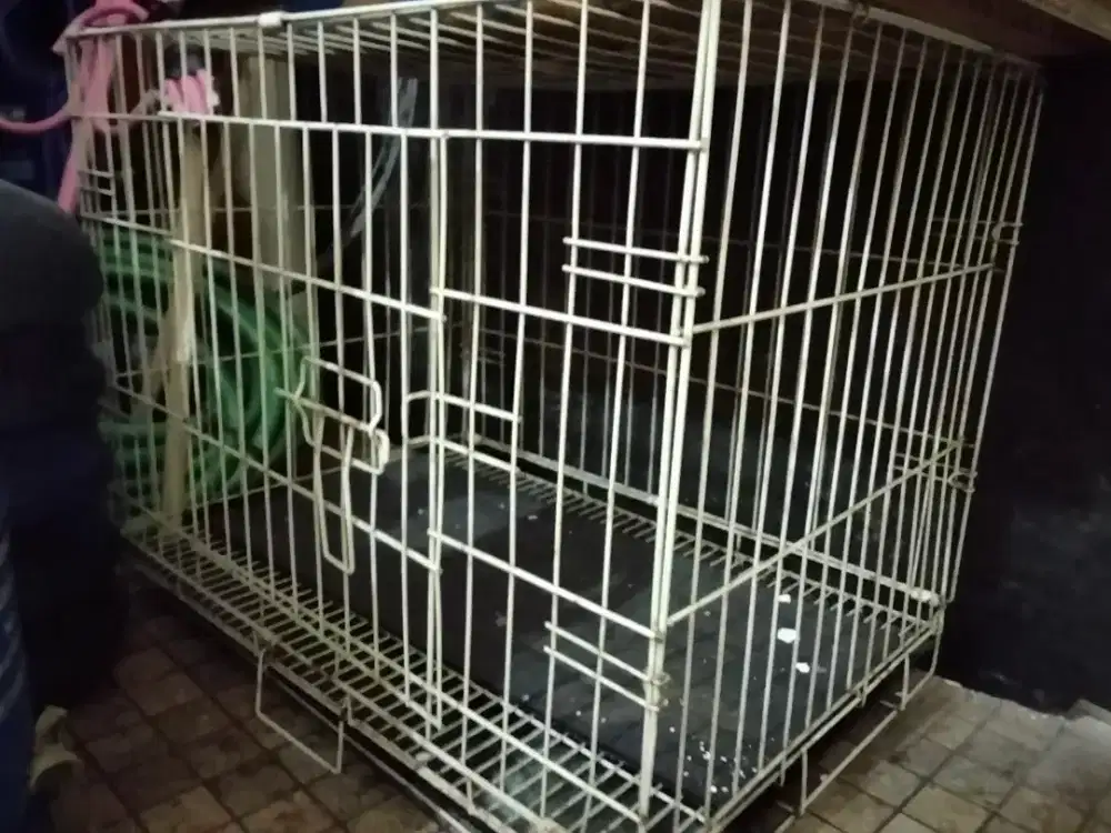 Kandang hewan kucing