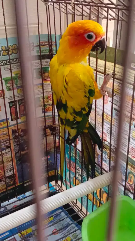 Burung sunconur betina dewasa