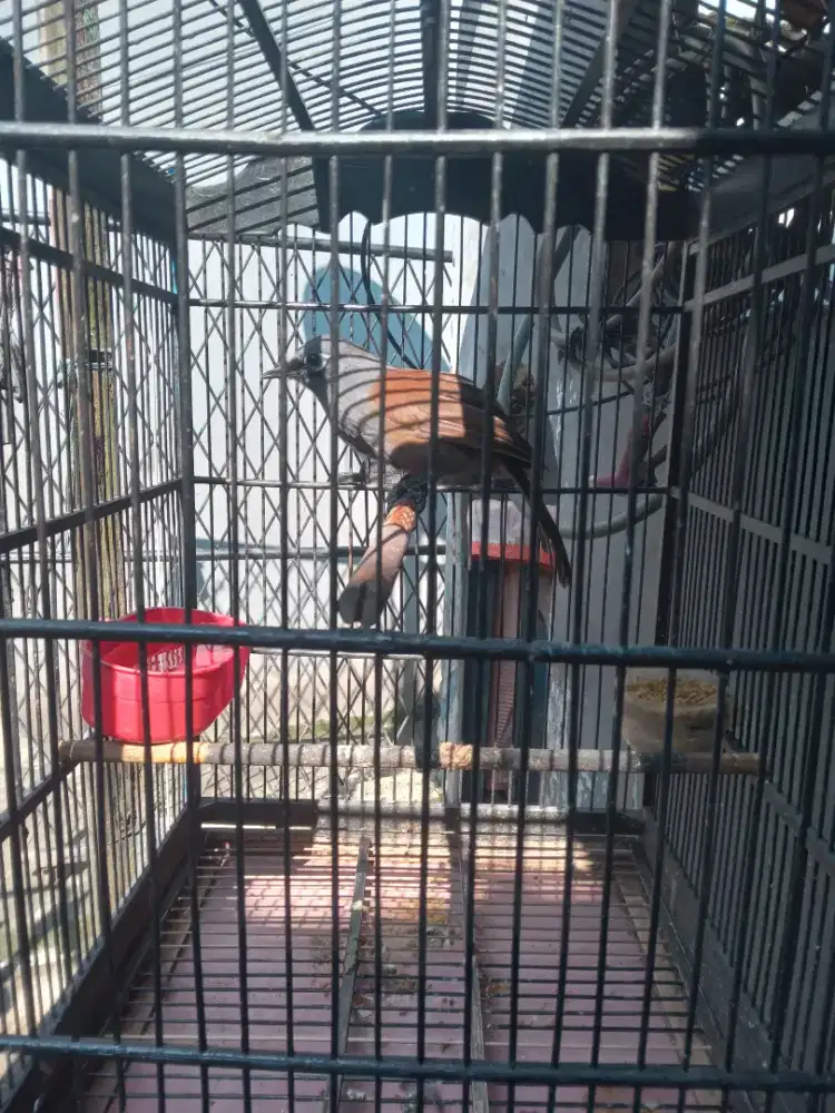 Burung poksay mantel pullset