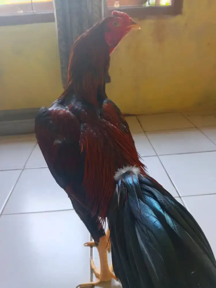 Ayam Bangkok siap pakai