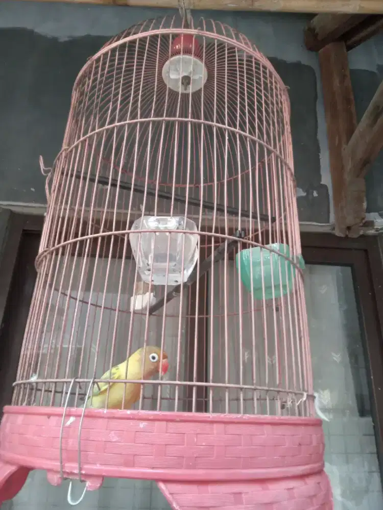 Burung lovebird fullset