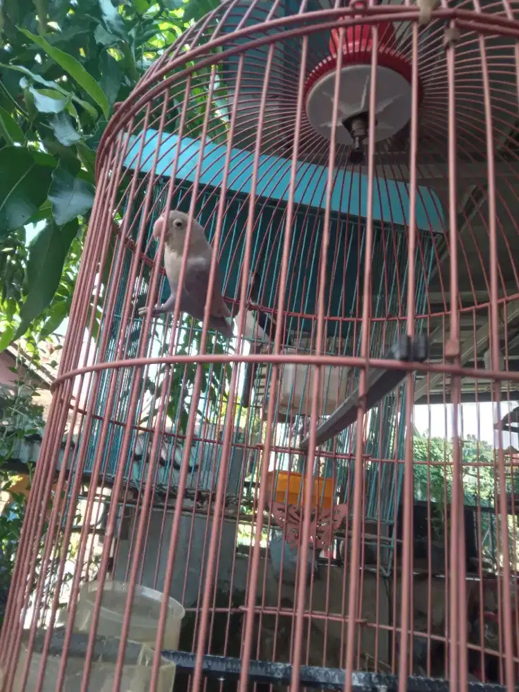 Burung lovebird