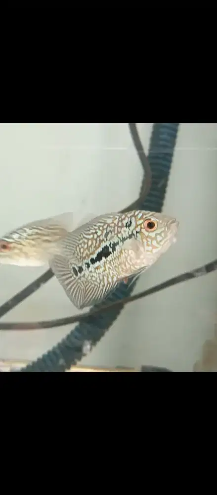 Louhan kamfa F2 thailand