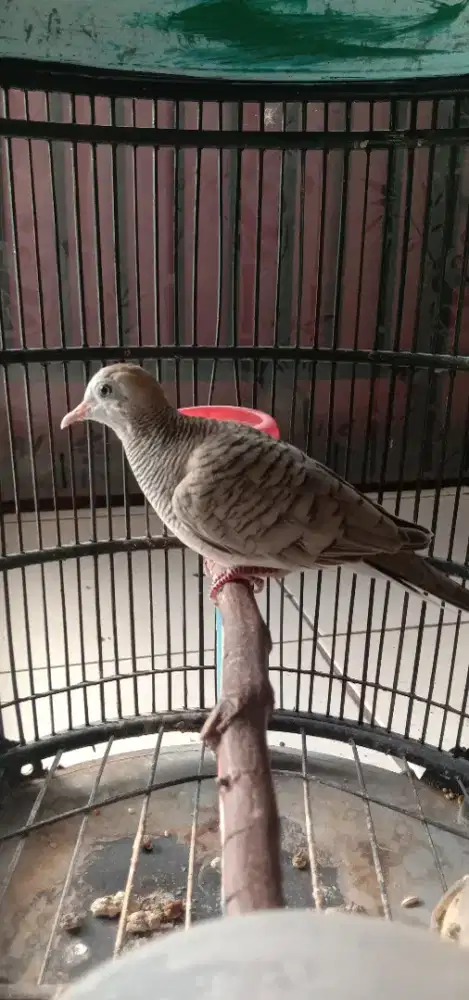 Jual burung perkutut silver betina nelur sendiri disangkar murah