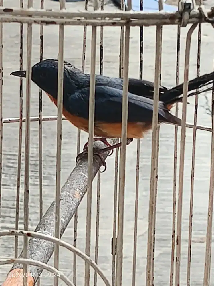 Jual cepet Tledekan gunung