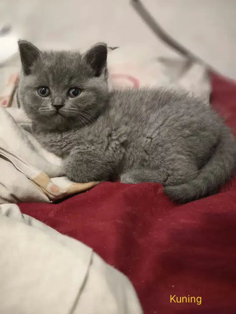 BSH British short hair