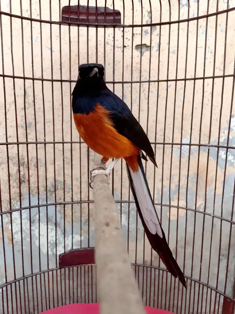 Sepasang murai batu ring