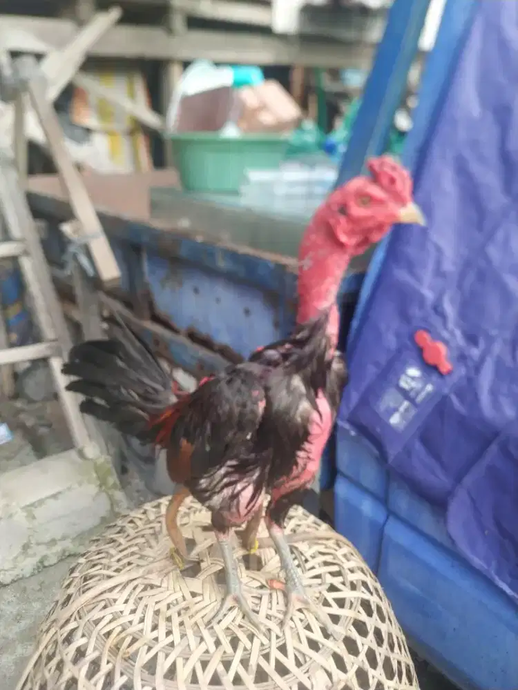 Jual ayam Bangkok  mangon