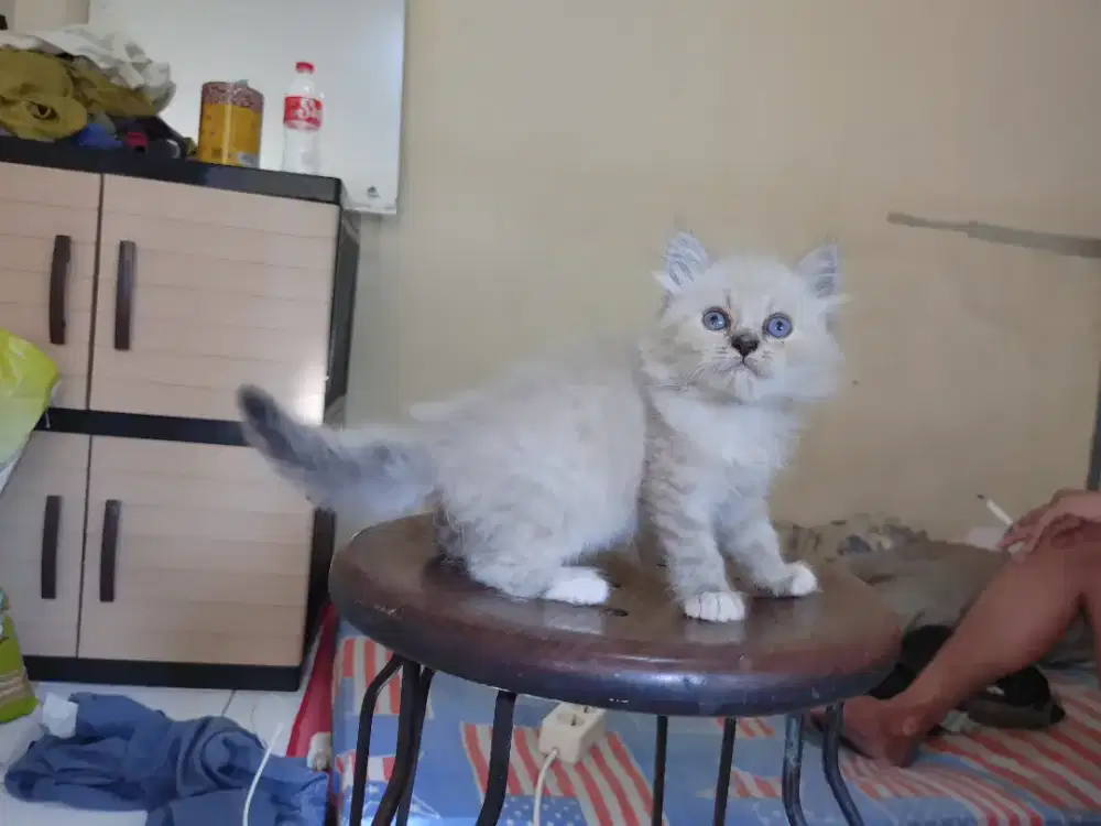 Kucing kitten persia mix mainecoon / himalaya / anggora / peaknose