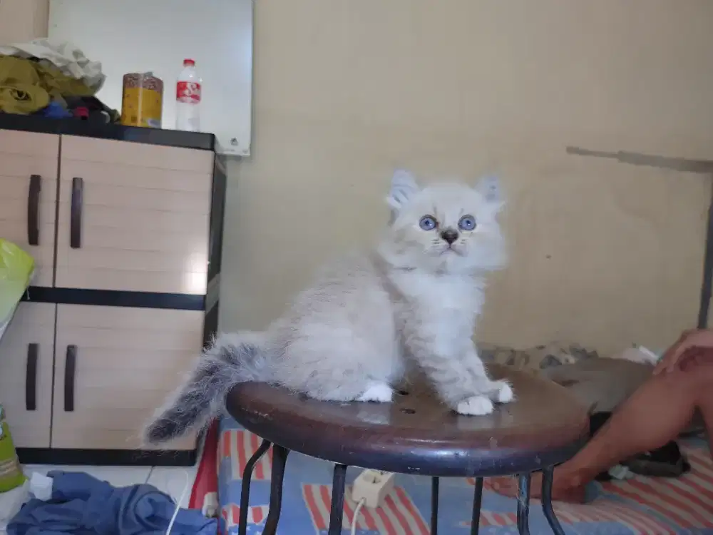 Kucing kitten mix ragdoll / himalaya / anggora / persia / mainecoon