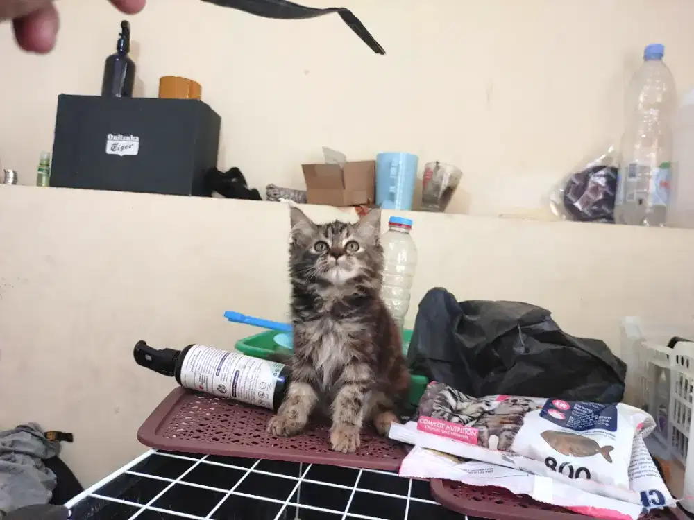Kucing kitten persia mix mainecoon / anggora / himalaya / peaknose