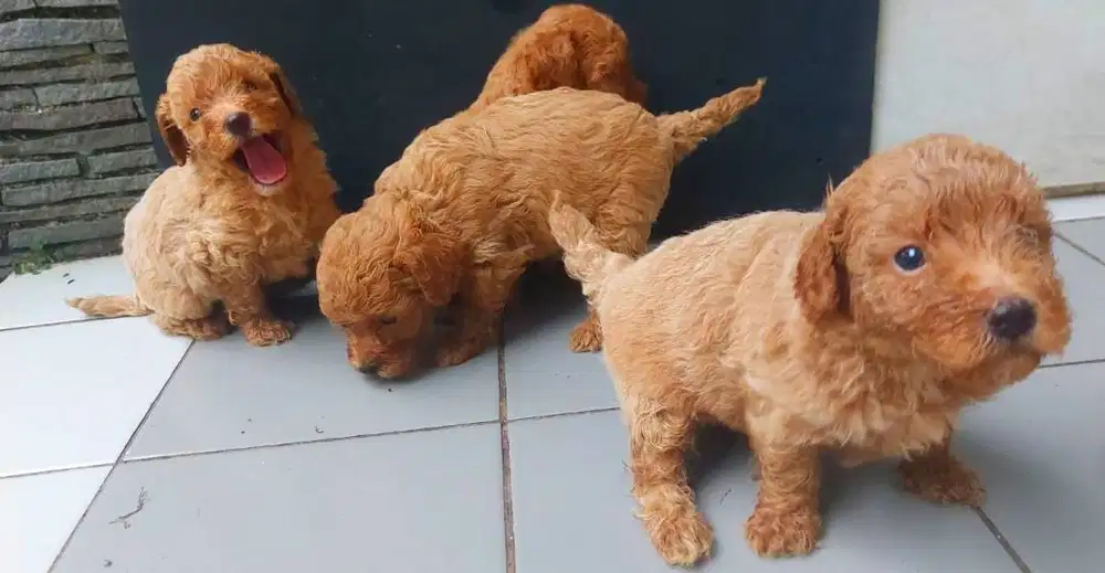 Dijual Puppies RedToy Poodle 3 Jantan 1 Betina Kelahiran 13 Maret 2025