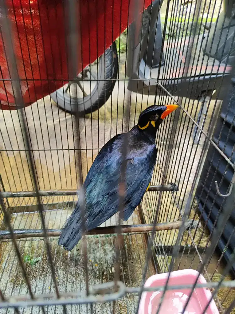 RAWATAN DARI LOLOH BEYOOO MUDA OPER RAWATAN