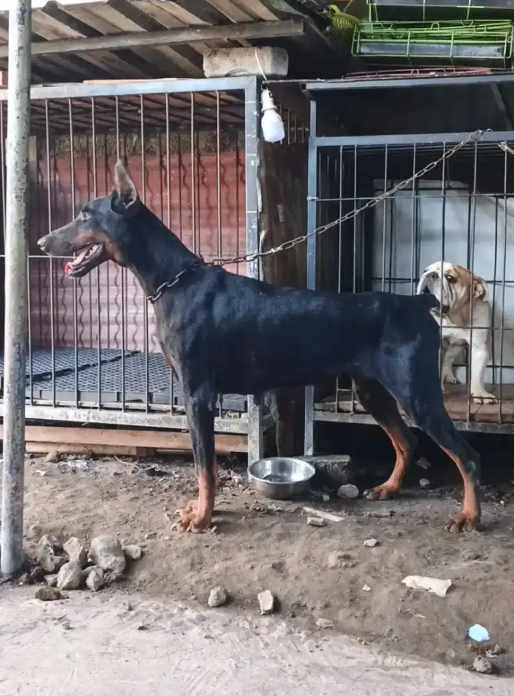 Anjing DOBERMAN betina